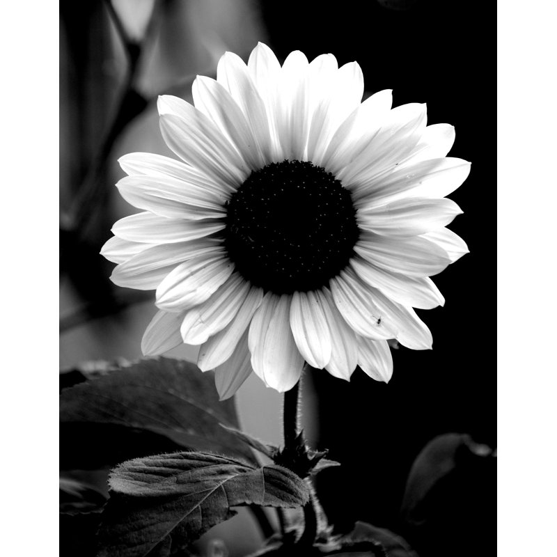 B and W Sunflower - Photograph Print, 91 cm H x 61 cm W, Black Floater Framed