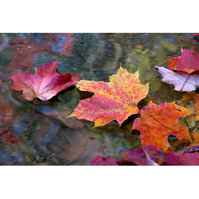 Autumn Leaves - Wrapped Canvas Photograph