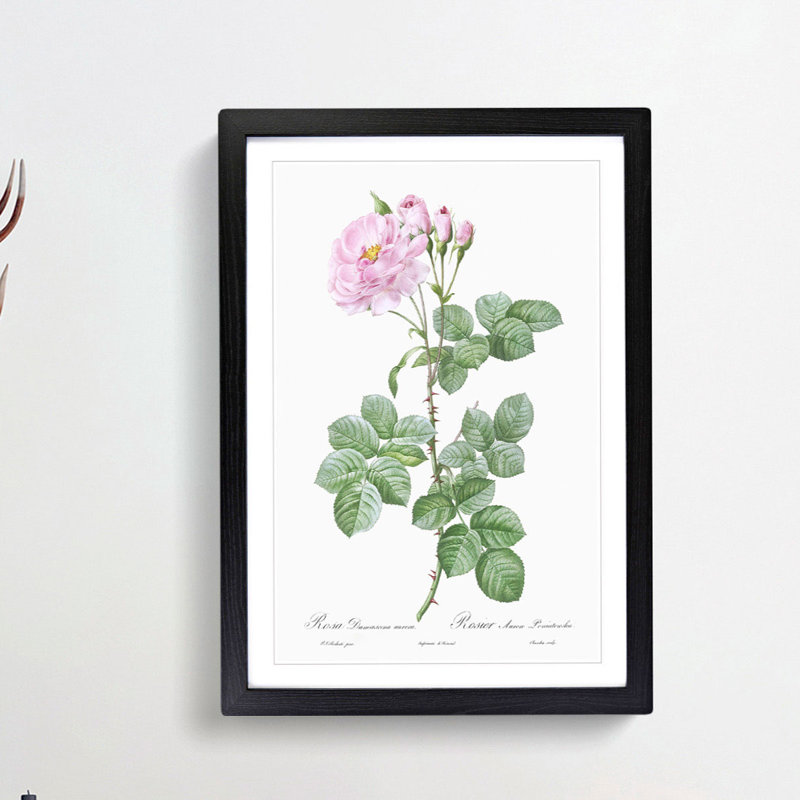 Pink Damask Rose by Pierre-Joseph Redoute - Picture Frame Graphic Art Print, 36cm H x 27cm W x 2cm D, Black Framed