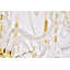 Lustre classique / traditionnel à lumières de style bougie Lincolndale-26991841-26991843-113606287