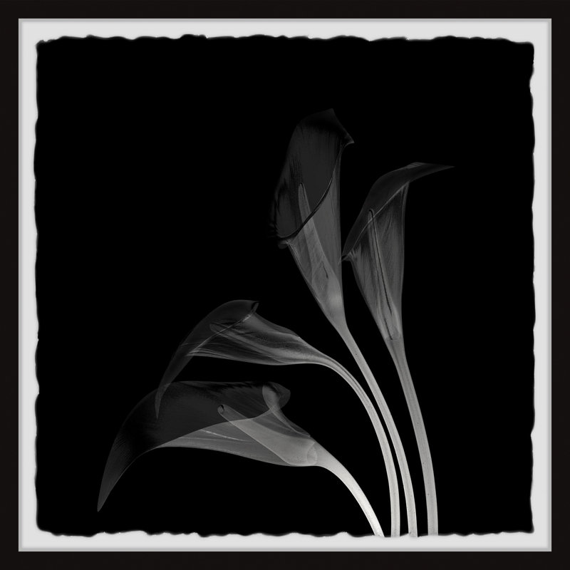 Lovely Lillies - Single Picture Frame Painting, 81cm H x 81cm W x 3.81cm D