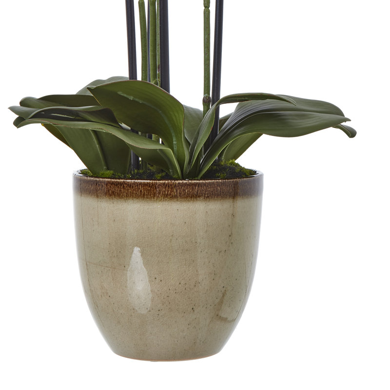 Andaiye 77cm Plant in Pot
