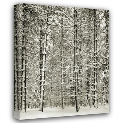 Pine Forest In The Snow, Yosemite Nation