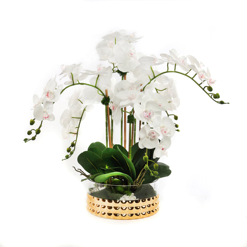 Orchid in Pot