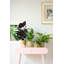 Pot Planter-69444365-69444366