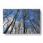 Beautiful Forest - Wrapped Canvas-61848074