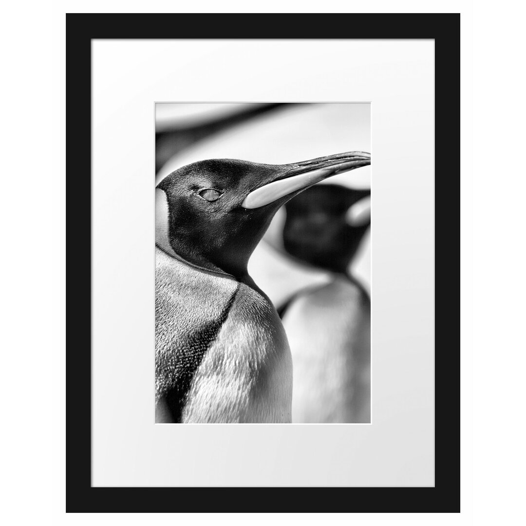 Gerahmtes Poster Pinguine