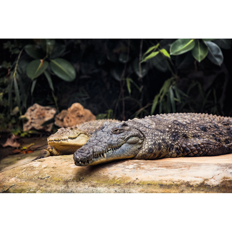 River Crocodile by Kalender - No Frame Print on Canvas, 30cm H x 46cm W