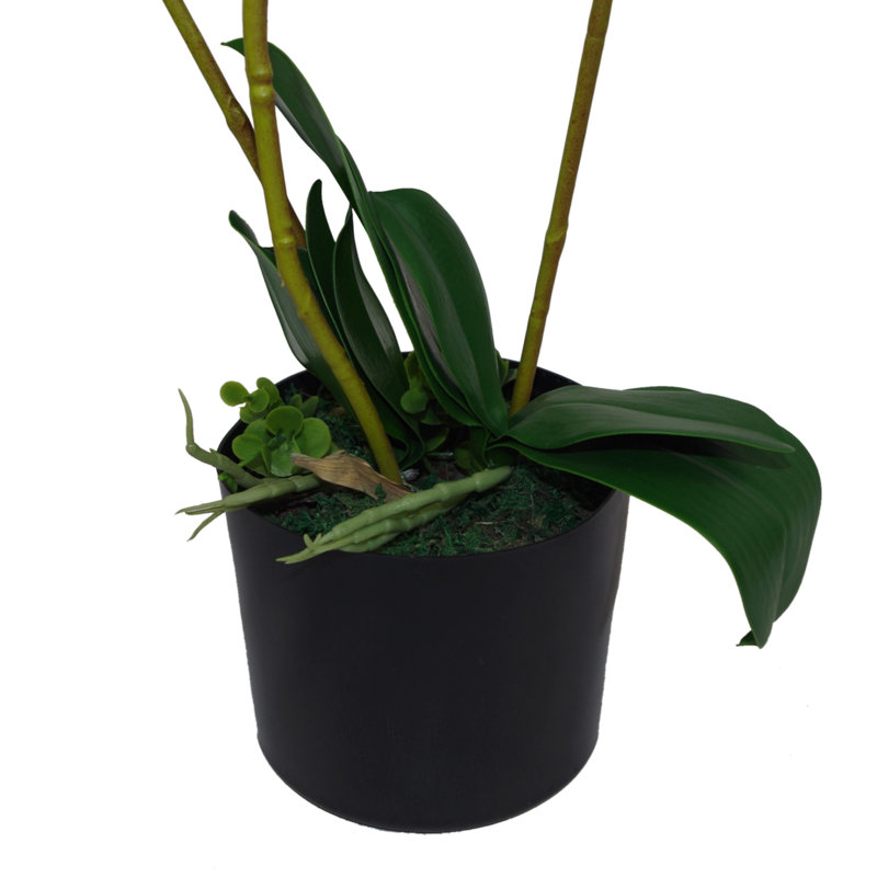Anneus Arrangement in Pot