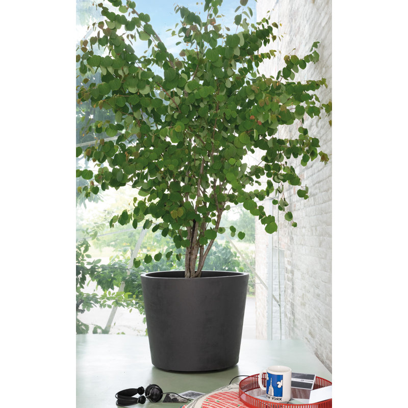 Millennium Vaso 53cm, Anthracite
