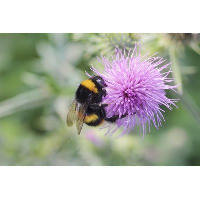 Bumble Bee - Wrapped Canvas Print
