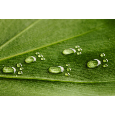 Footprints On A Leaf by Haveseen - Wrapped Canvas Print