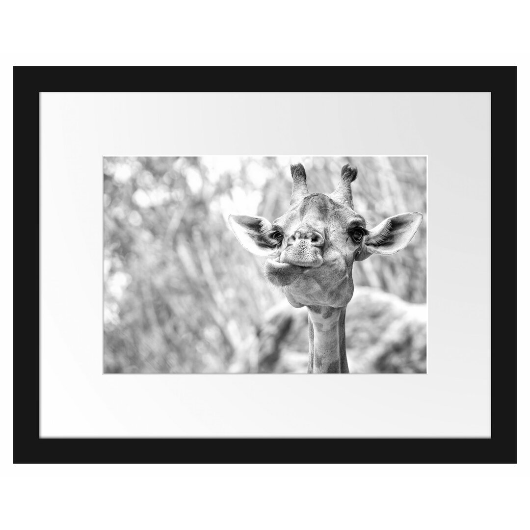 Gerahmtes Poster Giraffe in der Natur