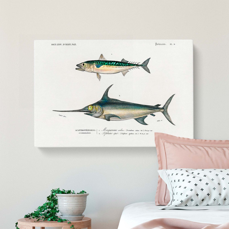 Fish Illustrations PL.9 by Charles D Orbigny - Wrapped Canvas, 35cm H x 50cm W x 3cm D