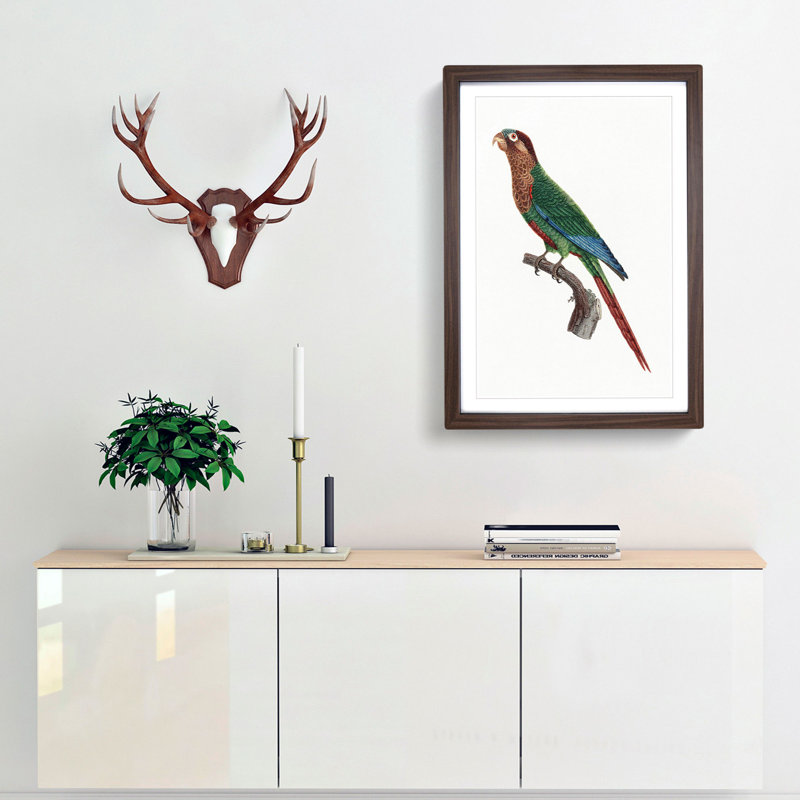 Wave-Breasted Parakeet by F. Levaillant - Framed Print, Walnut Framed, 48cm H x 36cm W x 2cm D