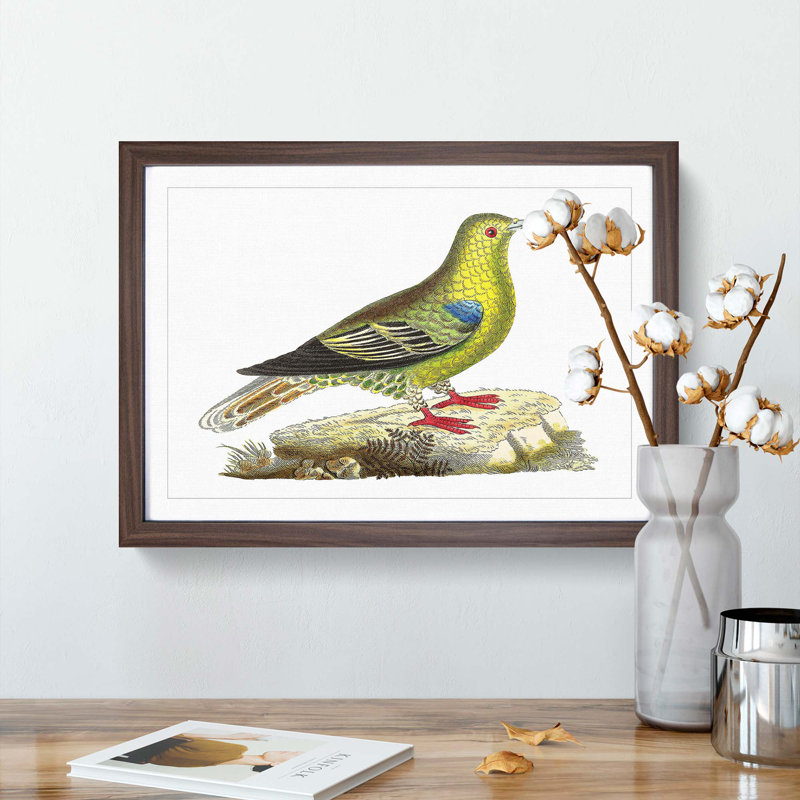 Madagascar Pigeon by George Shaw - Framed Print, Walnut Framed, 36cm H x 48cm W x 2cm D