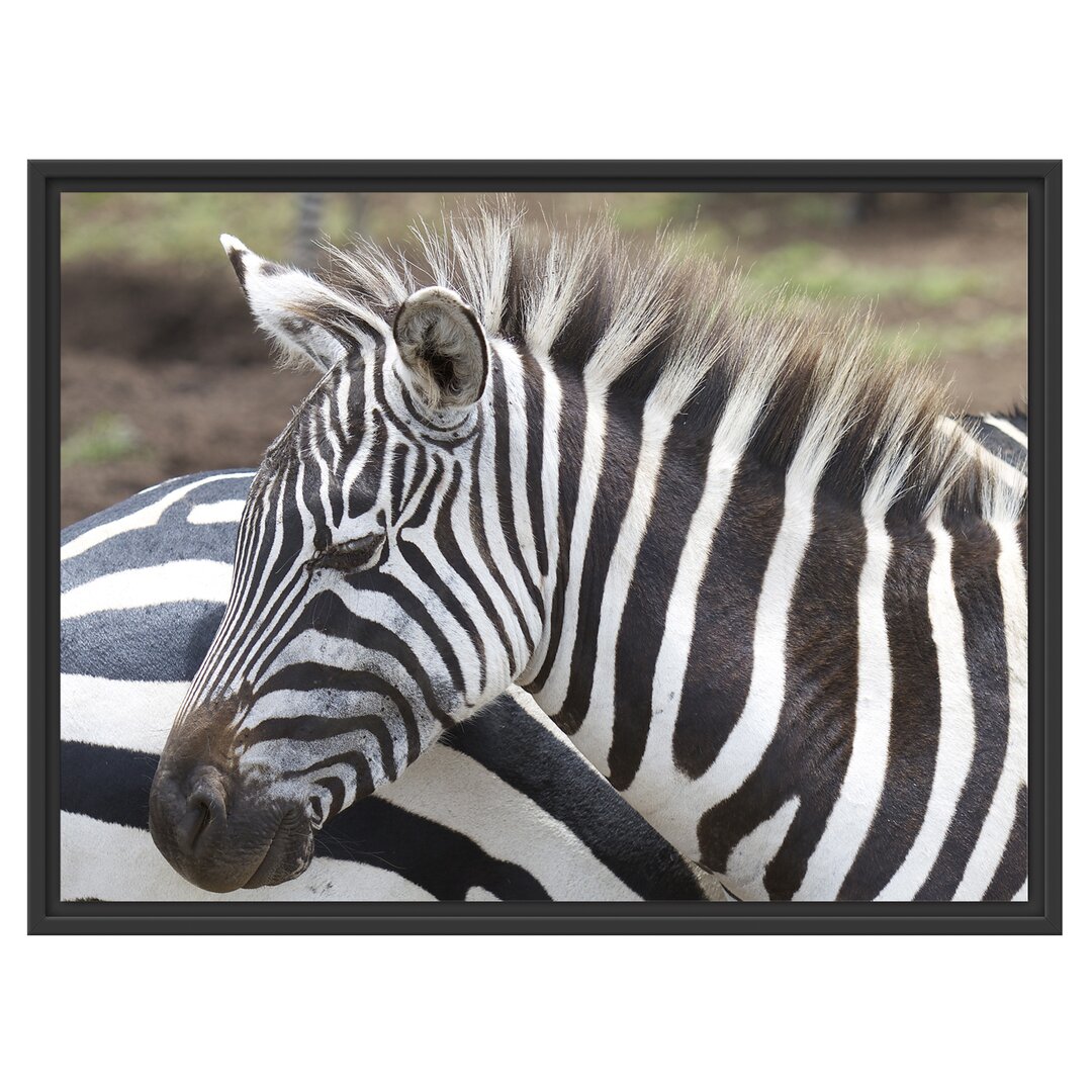 Gerahmtes Wandbild prächtiges Zebra