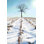 Winter Boughs par Lori Deiter - reproduction imprimée