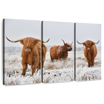 Trois vaches Highland