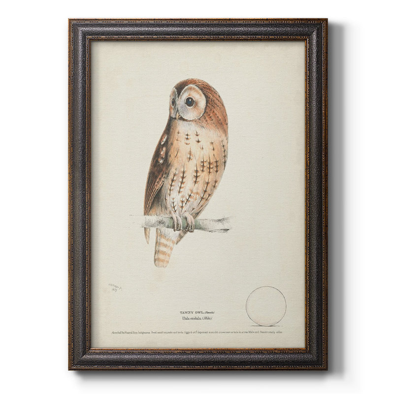 Toile encadrée de qualité supérieure Tawny Owl - prête à être accrochée, H 20 po x l 16 po x P 1 po