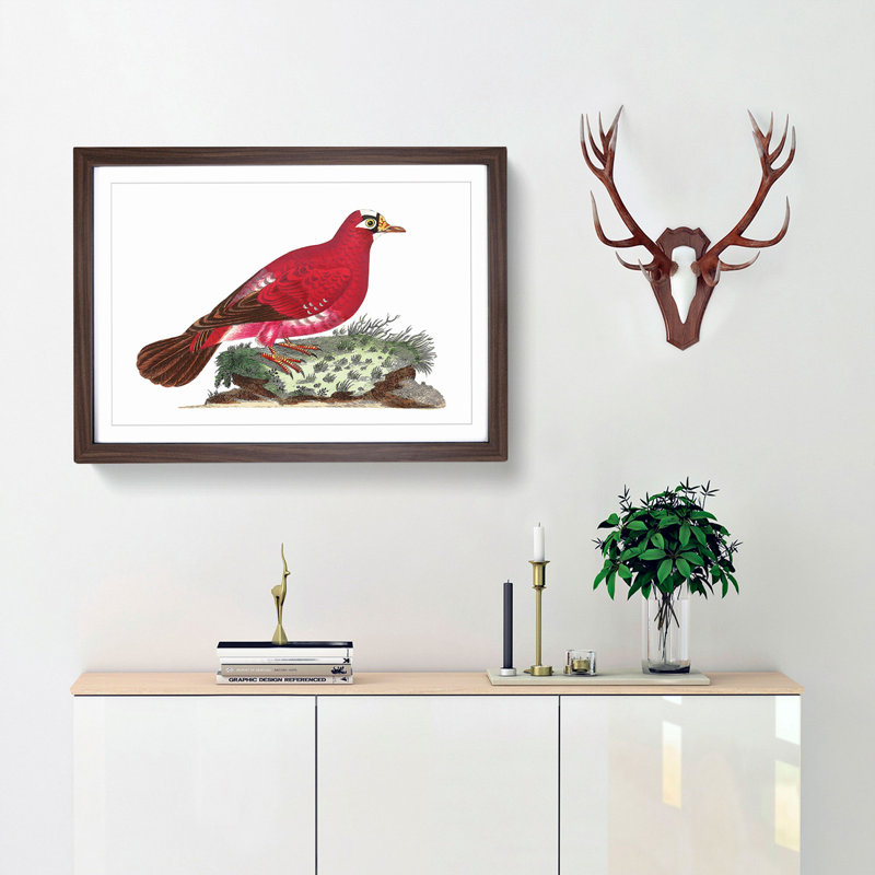 Crimson Pigeon by George Shaw - Framed Print, 27cm H x 36cm W x 2cm D, Walnut Framed