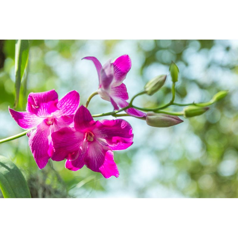 Orchidée mauve rose par Awaylgl, H 8 po x l 12 po