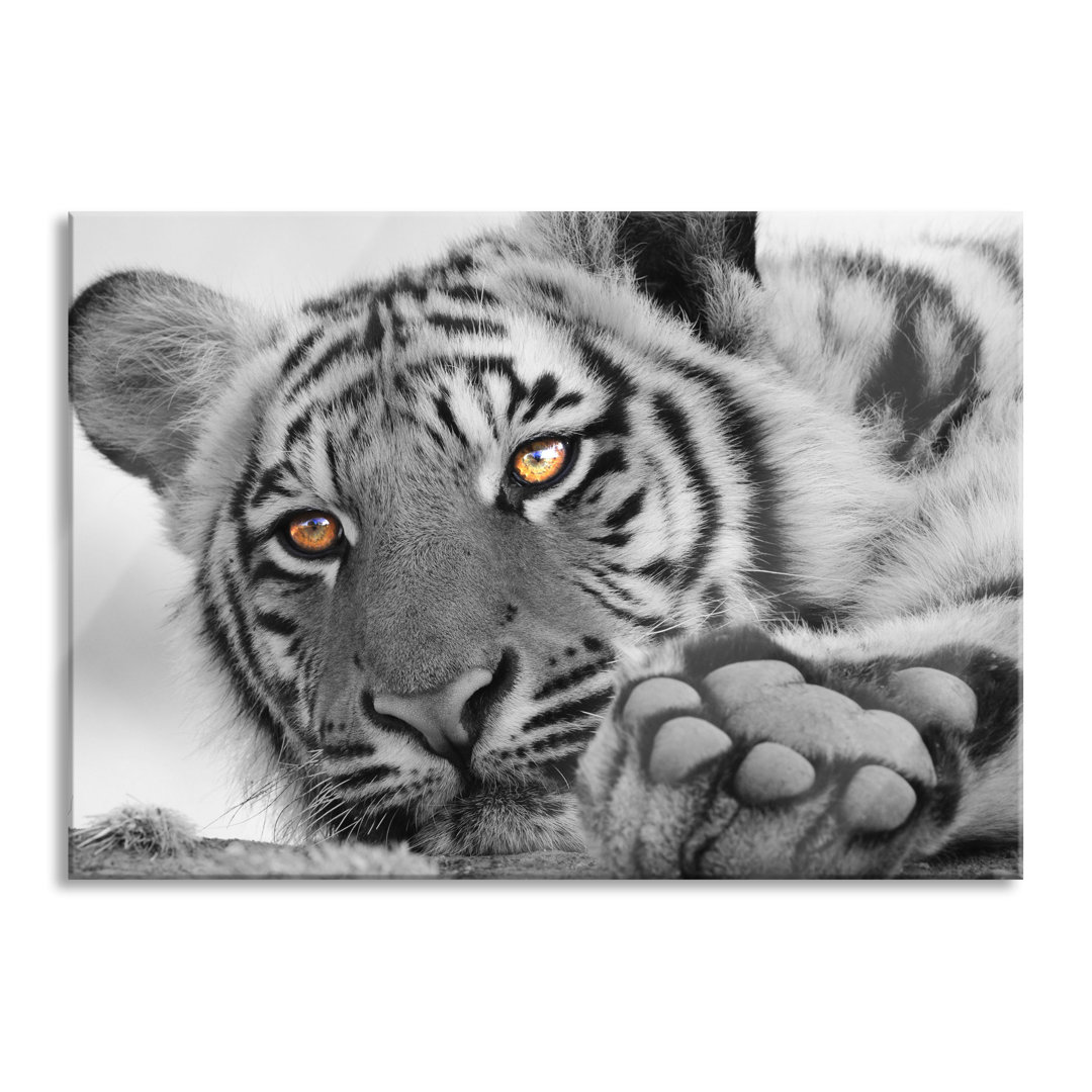 Glasbild Entspannter Tiger