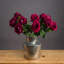 Anastasija Arrangement