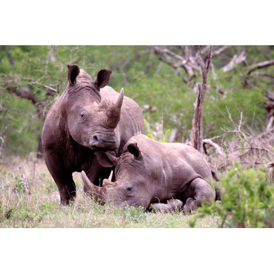 " Two White Rhinos " by Zistos
