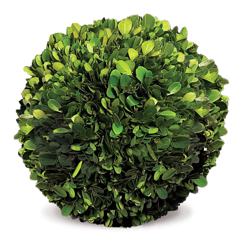Preserved Greens Topiary, Hedge Plant in, 8" H x 8" W x 8" D