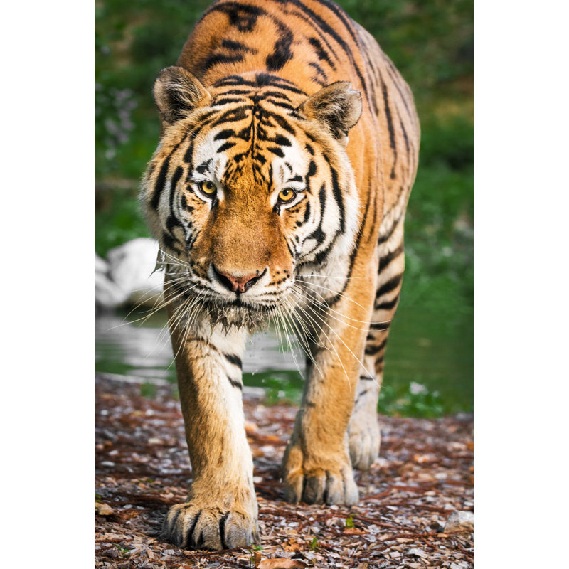 Tiger Walking Slowly by Zoran Kolundzija - Wrapped Canvas Print, 91cm H x 61cm W x 3.8cm D
