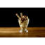 Almyra 280ml Fruity Sundae Dishes Dessert Bowl
