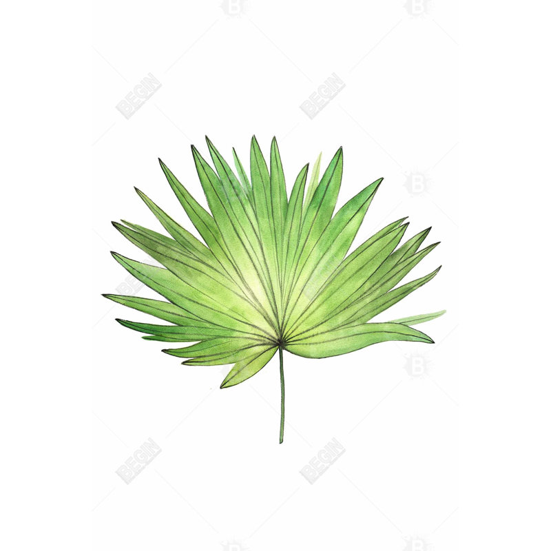 " Petticoat Palm ", 36" H x 24" W