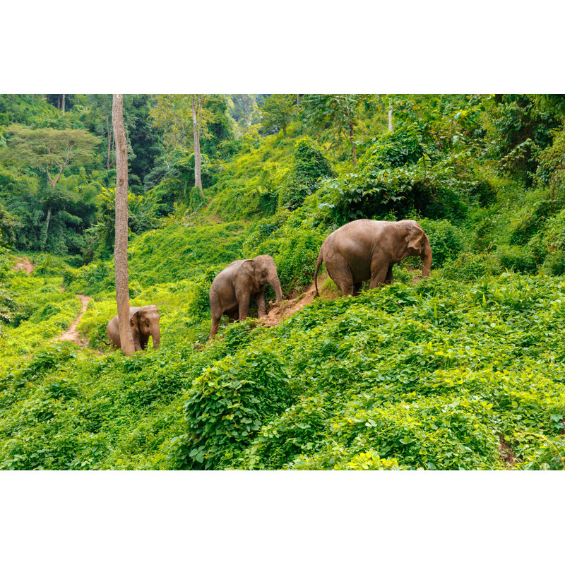 Three Elephants Walk At The Jungle In Chiang Mai Thailand - Wrapped Canvas Print, 30cm H x 46cm W