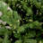 Fraser Hill Farm Prelit Foxtail Pine Artificial Christmas Tree with Stand and Remote Control-473129923-473129922