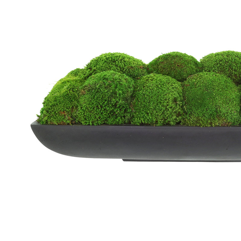 Moss Preserved in Oblong Planter, 9" H x 25" W x 10.5" D