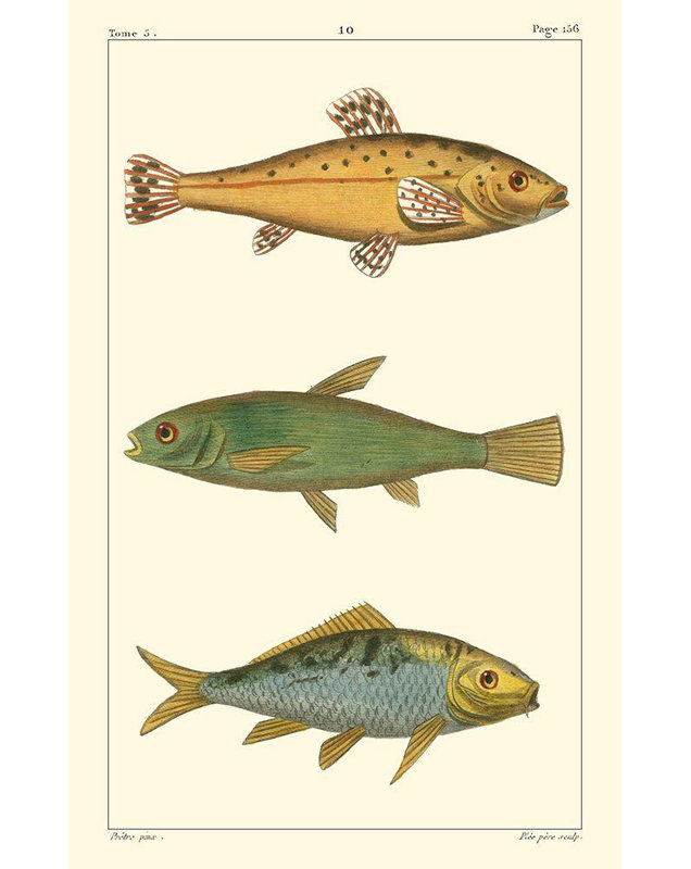 Toile tendue avec châssis Rosecliff Heights Pretre, titre: Freshwater Fish IV, H 48 po x l 32 po