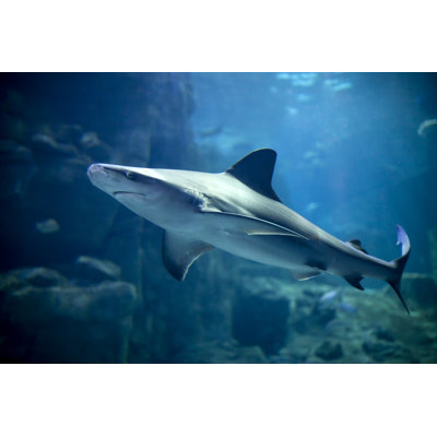 Shark by 123Ducu