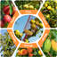 Cueilleur de fruits SISIUPASSIE 20FT