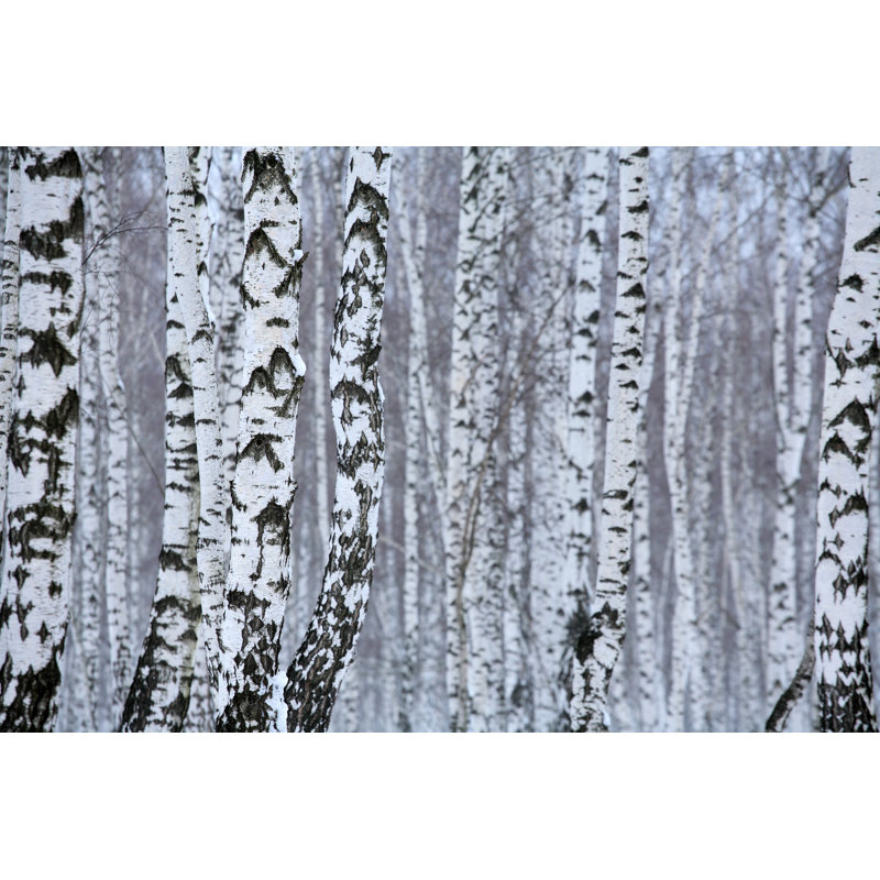 Foscoe Birch In Winter, Russia - Wrapped Canvas Print, 51cm H x 76cm W x 3.8cm D