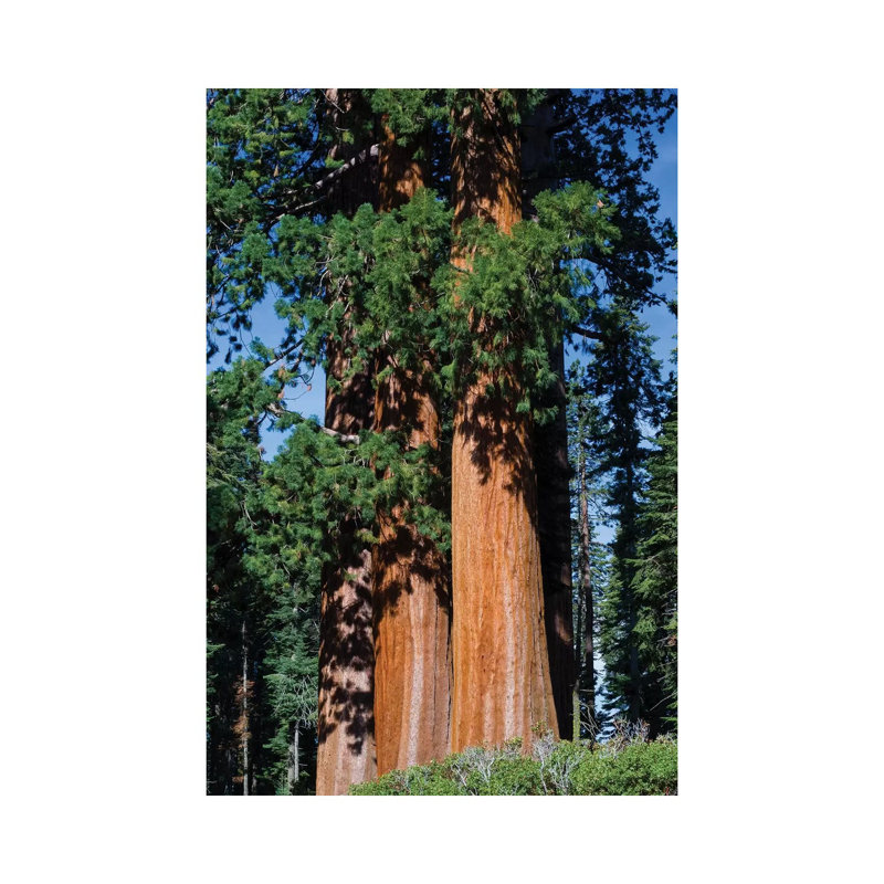 Giant Sequoia Trees In A Forest, Sequoia National Park, California, USA I - Wrapped Canvas Print, 20.32 cm H x 30.48 cm W