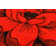 Vesta Floral Indoor Rug