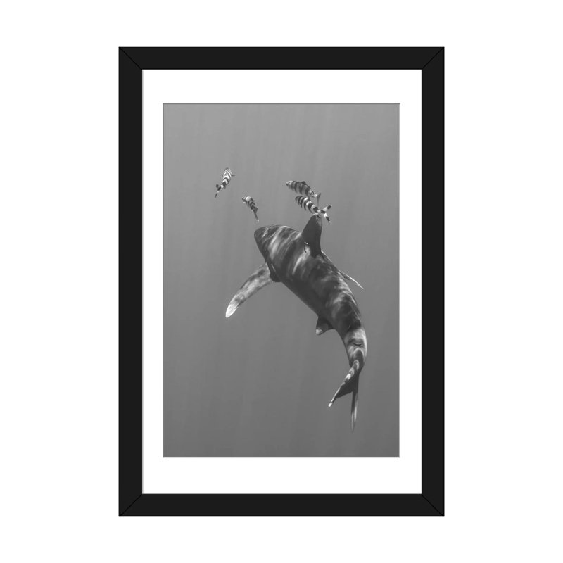 «Oceanic Whitetip Shark, Cat Island, Bahamas I», impression sur toile, H 24 po x l 16 po x P 1 po, Papier d'art encadré noir