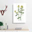 Mustard Flowers Illustration - Wrapped Canvas Painting-55360094