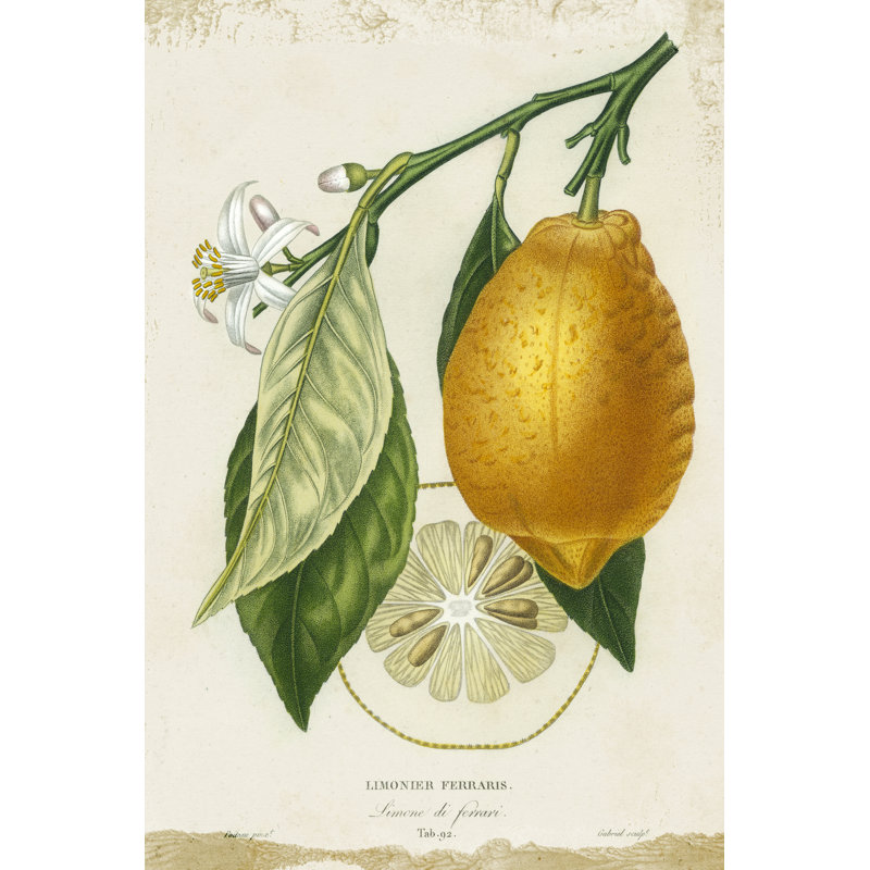 French Lemon II - Painting on Canvas, 122cm H x 81cm W, Black Floater Framed
