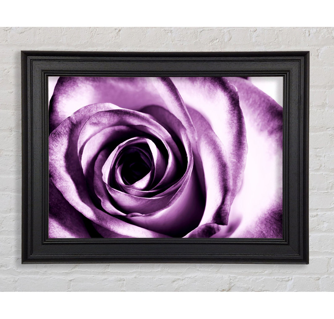 Purple Rose Delight - Einzelne Bilderrahmen Kunstdrucke