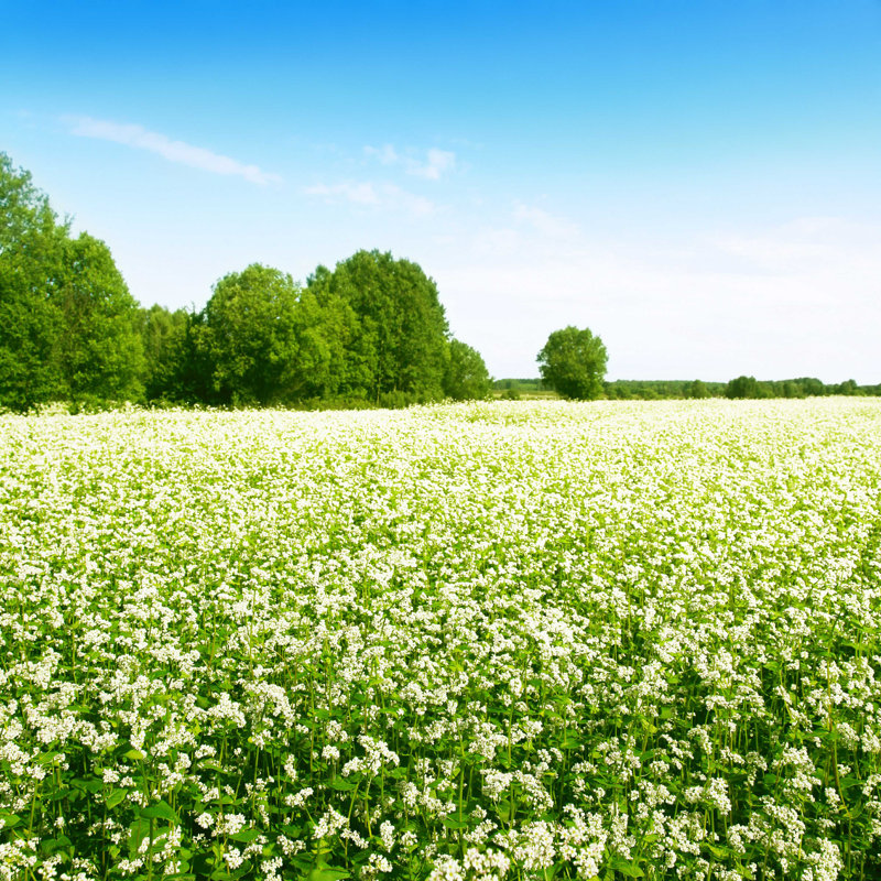 Buck Buckeat Field - Photographie sur toile tendue, H 20 po x l 20 po