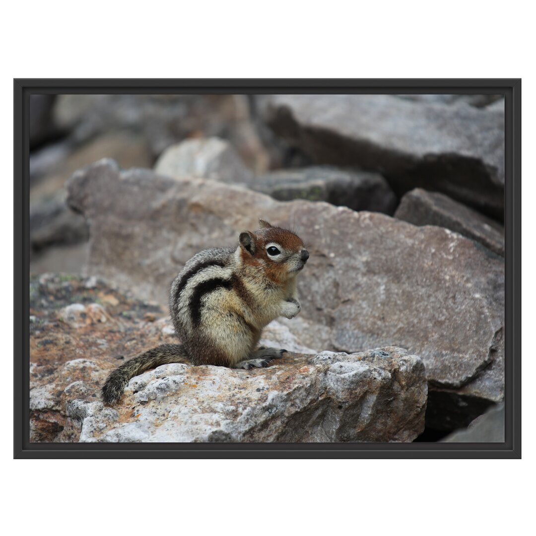 Gerahmtes Wandbild schÃ¼chternes StreifenhÃ¶rnchen