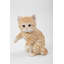 Statue tabby allongé chat playing