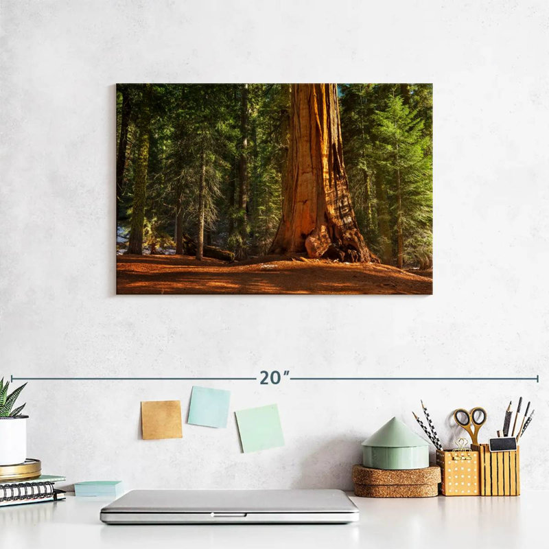 Alvord général Grant Grove arbres, H 8 po x l 12 po